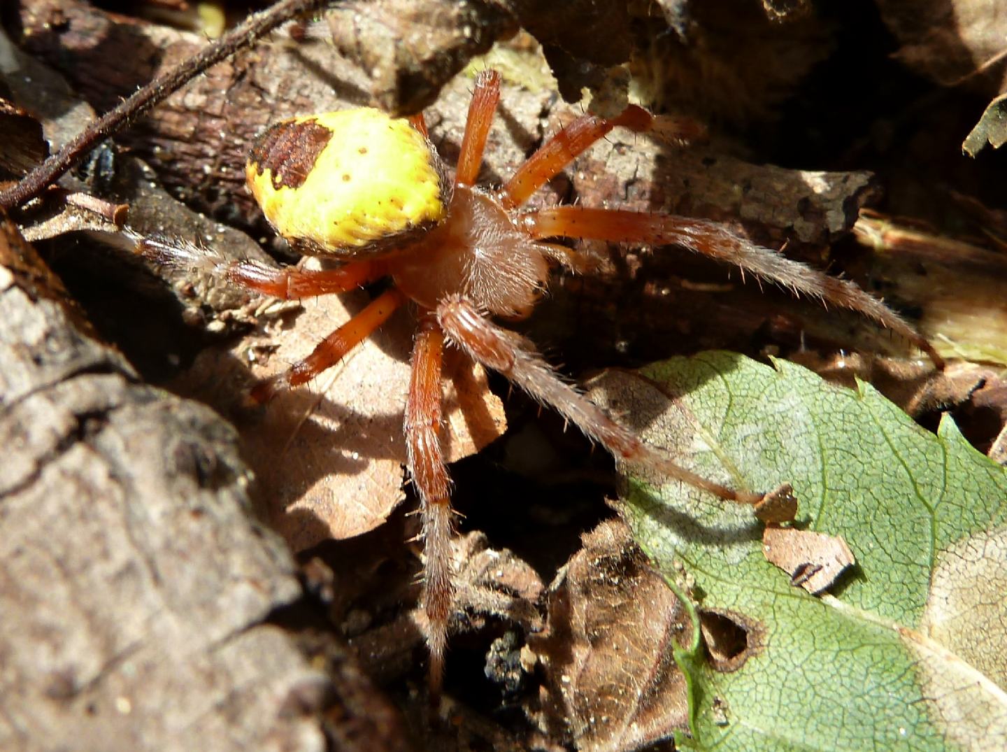 Araneus marmoreus var. pyramidatus - Monte Mottarone